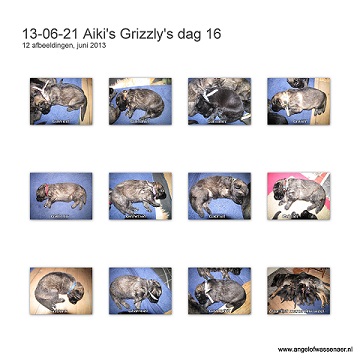 Aiki's Grizzly's dag 16